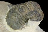 Dalejeproetus Trilobite - Uncommon Moroccan Proetid #98643-5